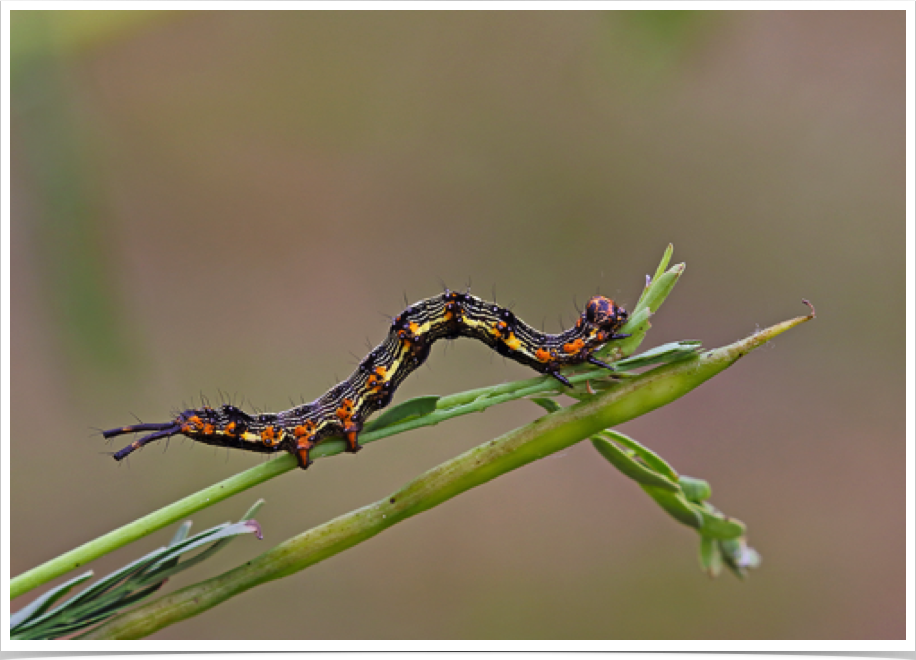 Selenisa sueroides
Legume Caterpillar
Clarke County, Alabama Selenisa sueroides
Legume Caterpillar
Clarke County, Alabama